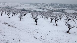 Recordeu la nevada de fa vuit anys?