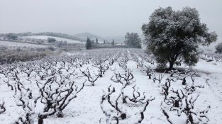 Recordeu la nevada de fa vuit anys?