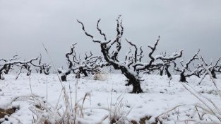 Recordeu la nevada de fa vuit anys?