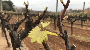 La vinya de Cal Marquès d'Alella