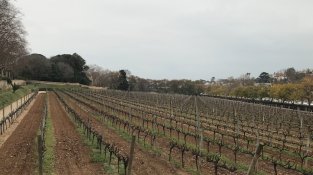 La vinya de Cal Marquès d'Alella