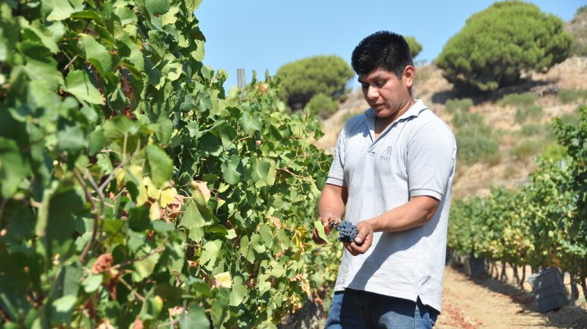 Un treballador d'Alta Alella veremant raïms de la varietat pinot noir