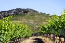 Els vins d'Alella Vinícola ja són ecològics