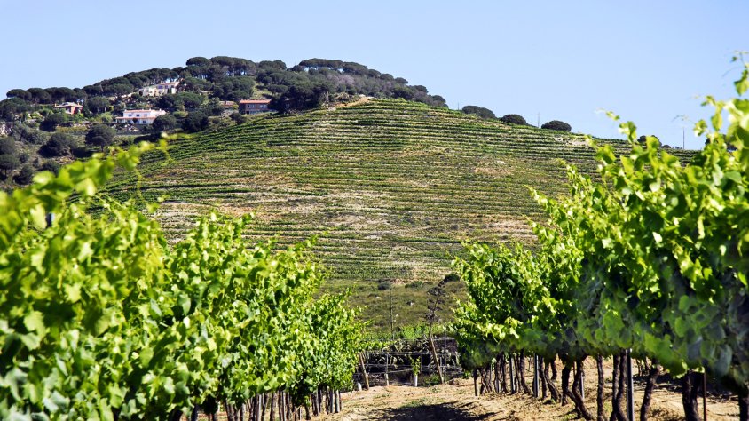 Vinyes d'Alella Vinícola a la Vall de Rials, Alella