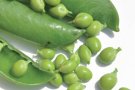 Comencen les Jornades Gastronòmiques del Pèsol del Maresme