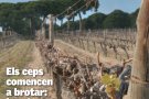 El número d'hivern de Papers de vi ja és al web!