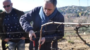 En Thió va ser l'únic valent que es va atrevir a podar un cep!