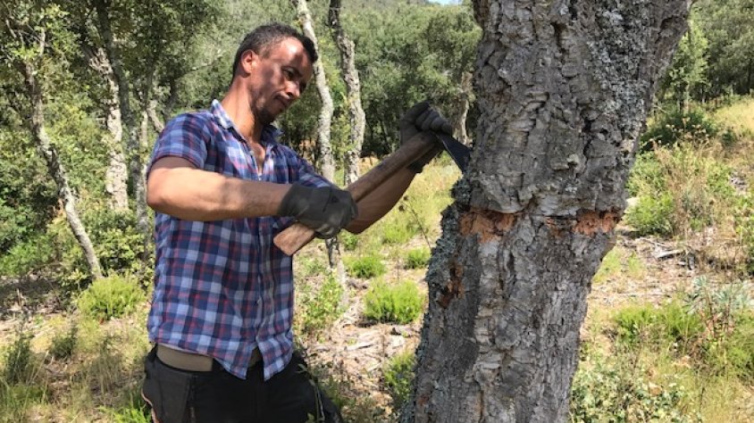 Un operari del celler Brugarol pela una alzina surera