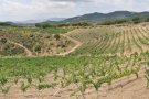 Cava de Paratge, un cava de terrer i de vinya