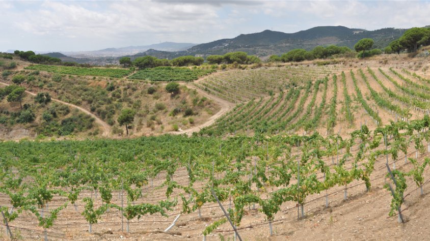 Panoràmica de la Vall Cirera, on es troba la finca d'Alta Alella