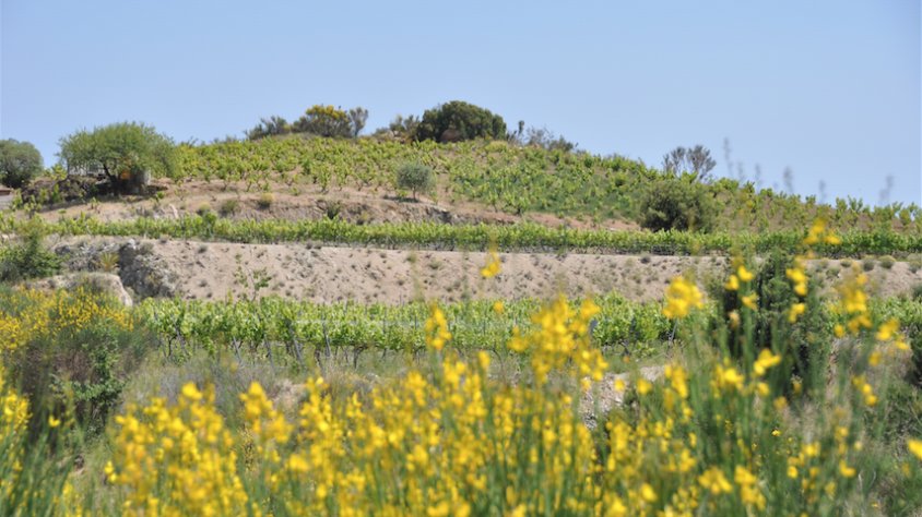 Ginestes al davant de la vinya del Turó del Bessó, a Alella