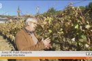 Vegeu la notícia del TN de TV3 on hi surt Josep Maria Pujol-Busquets parlant del Cava de Paratge Qualificat