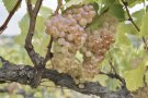 Aproven una línia d’ajuts per arrencar pansa blanca i plantar cabernet