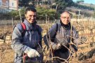 Taller de poda a Vallcirera (Alta Alella) i esmorzar de forquilla de Can Cabús