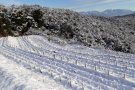 Vegeu les fotos de la vinya de Mas Coll nevada