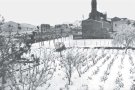 Santa Coloma, més de dos mil anys de vinya