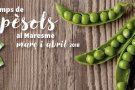 És temps de pèsols al Maresme!