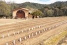 Can Roda planta 1500 metres quadrats de moscatell de gra petit