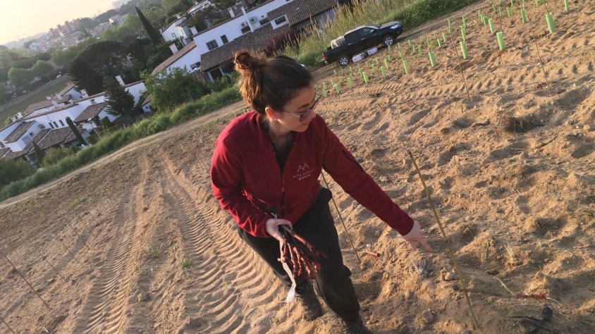 Mireia Pujol-Busquets en plena tasca de plantació
