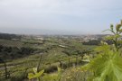 La vall de Rials (Alella) definitivament protegida de la pressió immobiliària i lliure per desenvolupar-se com espai agrícola