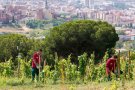 La Vinya d'en Sabater, a Santa Coloma de Gramenet, rep el certificat ecològic