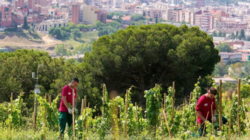 La Vinya d'en Sabater