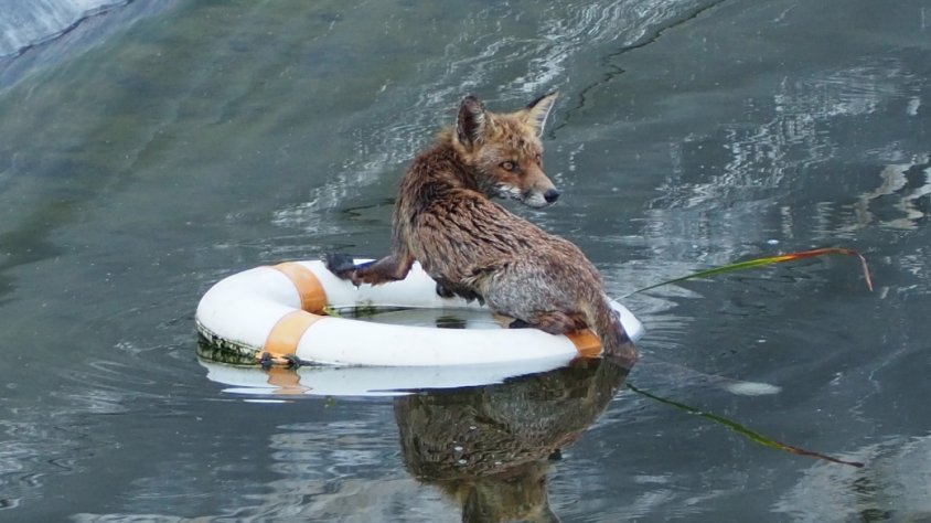 Seqüència d'imatges del rescat. Autor: Parc de la Serralada Litoral