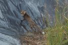Rescaten una guilla que havia quedat atrapada a una bassa de reg de vinya a la Vall de Rials (Alella)