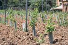 El repte: plantar vinya nova, mantenir la vinya vella
