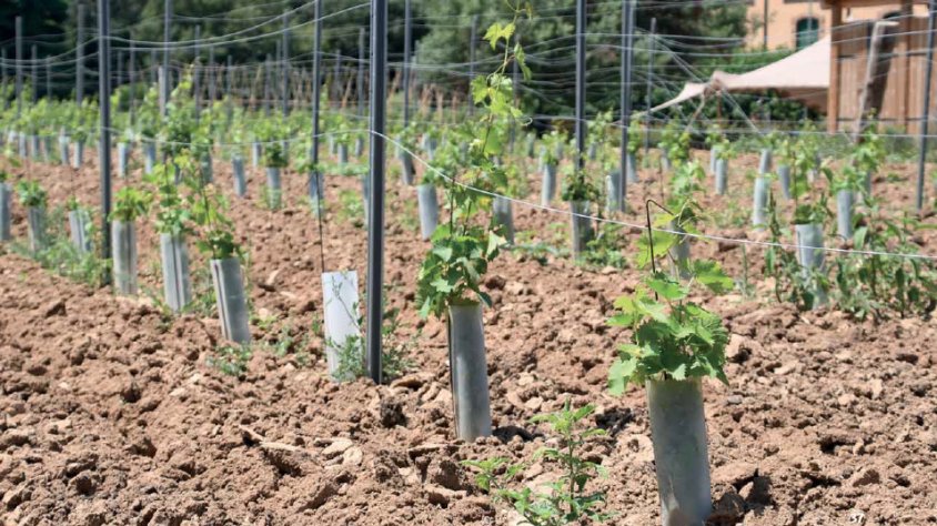 El repte: plantar vinya nova, mantenir la vinya vella