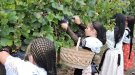 Dimecres vinent, tallada de raïm infantil a Can Magarola