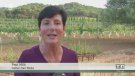 L'enoturisme DO Alella... a TV3