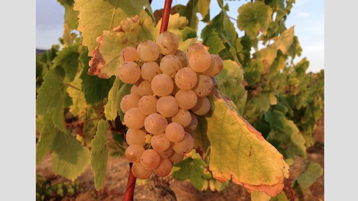 Un gotim de pansa blanca de vinya vella