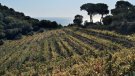 Vinyes singulars: la vinya de Mas Coll