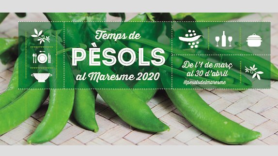 És temps de pèsols al Maresme