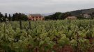 Els enòlegs del país reivindiquen el consum de vi català per fer front al coronavirus a través d’un vídeo a les xarxes socials
