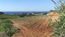 Les noves vinyes s'obren pas a la vall de Rials