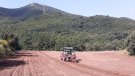 Can Roda planta una nova vinya a Sant Fost de Campsentelles