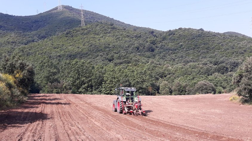 Can Roda planta una nova vinya a Sant Fost de Campsentelles