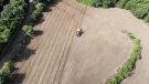 Vegeu la nova plantació de Can Roda, a vista d'ocell