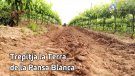 La DO Alella, un oasi a 20 minuts de Barcelona