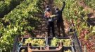 Bouquet d'Alella publica un vídeo que mostra un dia de verema