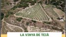 Vinyes singulars: la Vinya de Teià