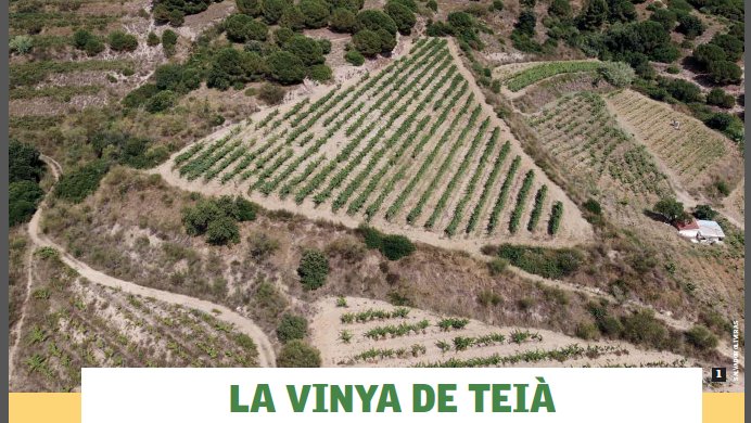 Vinyes singulars: la Vinya de Teià
