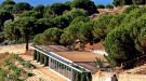 Aquest diumenge, 4 vinyes i 4 vins, a Alta Alella