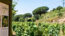 Santa Coloma guanya el premi Vinari a la millor iniciativa de recuperació de vinya