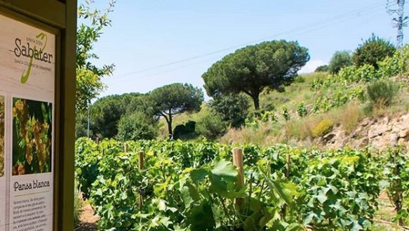 Aquest diumenge teniu l'oportunitat de visitar l'Escola d'Hosteleria de Santa Coloma i la Vinya d'en Sabater