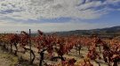 Els cellers del territori mostren imatges de la tardor a les seves vinyes