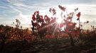 Vinyes de tardor (1)