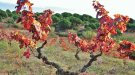 Vinyes de tardor (4)
